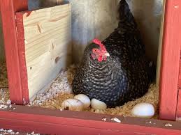 I doubt a chicken would eat it, but best not to take any chances. How Do I Keep Rodents Out Of My Coop The Cape Coop