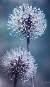 Nature Flowers Photo Wallpaper Pinterest