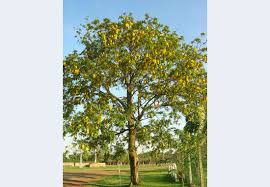 Image result for Cassia ferruginea