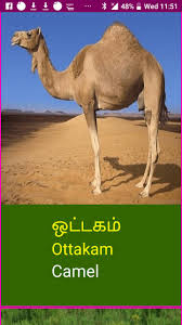 Clear sound è previsto per tutti. Learn Tamil Wildlife And Body Parts For Android Apk Download