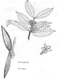 Image result for Funtumia africana