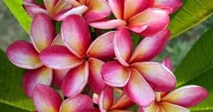 The Plumeria Saraburi Rainbow Frangipani Tropical Flowers Hawaiian Flowers