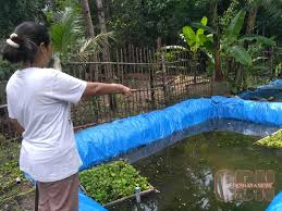 Peluang Usaha Budidaya Ikan Gabus Menjanjikan Cendana News