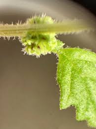 Image result for Dysphania carinata