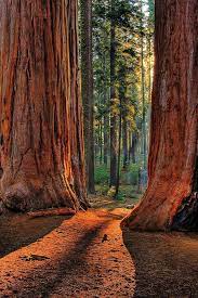 The Redwoods In California Are Beautiful Any Time Of Year Kings Canyon National Park National Parks American National Parks