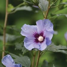 Image result for Hibiscus schinzii