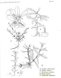 Image result for Bergia capensis