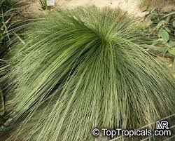 Image result for Xanthorrhoea