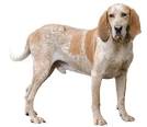 American English Coonhound Information Dog Breed ...