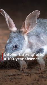 Bbc News On Instagram Populations Of The Bilby In Australia Have Been Devastated Over The Past 200 Years After Being Hunted By Nature Animals Animals Breeds