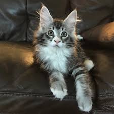 Books and articles dealing with these aspects of the maine coon cat have been well received as people. How To Tell If My Cat Is Part Maine Coon Quora