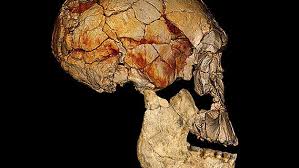 Maybe you would like to learn more about one of these? Homo Naledi Ein Neuer Verwandter Des Modernen Menschen Nachricht Archaologie Online