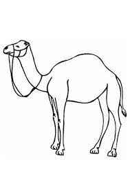 Keep your kids busy doing something fun and creative by printing out free coloring pages. Coloring Pages Camel Coloring Pages 9