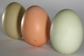 Adapun cara memilihnya dipengaruhi oleh beberapa faktor, yaitu: Telur Ayam Atau Telur Bebek Bobo