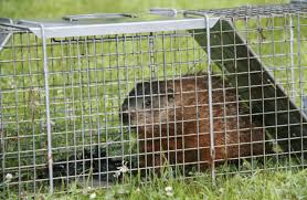 It takes more than simply setting up a trap in your garden. 5 Best Groundhog Traps In 2021 Detailed Reviews