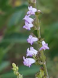 Image result for Cantinoa