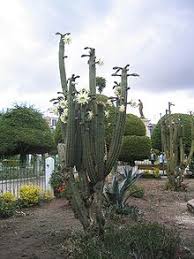 Supplement with additional bright light inside, your cactus will need little water. Psychoactive Cactus Wikipedia