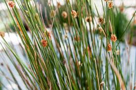 Image result for Juncus