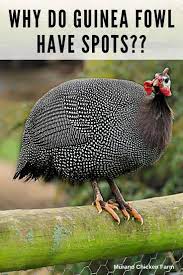 Pin On Guinea Fowl