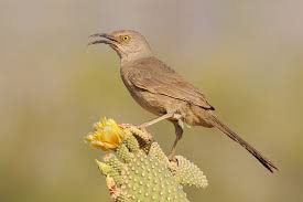 Birds Of The Southwest Usa Curve Billed Thrasher Native To S W Usa Much Of Mexico Thrasher Bird Pet Birds