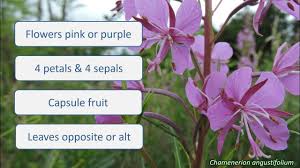 Image result for Onagraceae