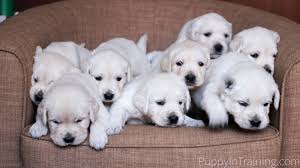 Newborn baby golden retriever puppies. English 3 Week Golden Retriever Puppies Novocom Top