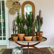 Iniciación a los cuidados de cactus y crasas. Como Cuidar Los Cactus De Interior Cactus De Interior Decoracion De Casa Con Plantas Plantas Crasas
