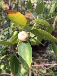 Image result for Ziziphus rivularis