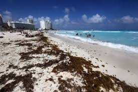 Brasil pasó un mal trago para superar a méxico. Una Nueva Marea Gigante De Sargazo Amenaza El Caribe Mexicano El Pais Mexico