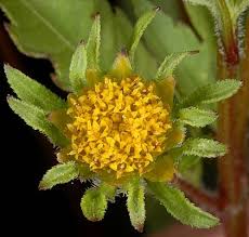 Image result for Bidens flagellata