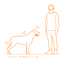 Treats do not provide the proper amount of nutrition that a rottweiler needs. Rottweiler Dimensions Drawings Dimensions Com