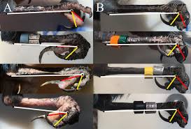 KNEMIDOKOPTES MITES AND THEIR EFFECTS ON THE GRIPPING POSITION OF THE FEET  OF STELLER'S JAYS (CYANOCITTA STELLERI)