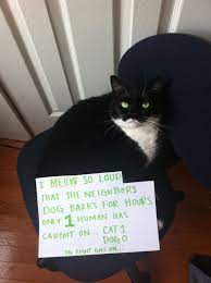 Pin By Sally Tenney On Cats Cats Cats 1 Cat Shaming Cats Animal Shaming