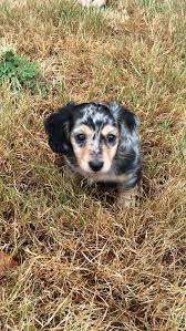 Black And Cream Long Haired Miniature Dachshund Black And Cream Dapple Dachshund Puppy Facebook Com Willowthedachshund2006 Dachshund Puppy Dachshund Puppies Dapple Dachshund Puppy Puppies