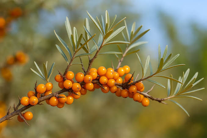 Sea Buckthorn- Hippophae rhamnoides: All You Need To Know
