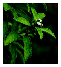 Image result for Lippia javanica