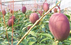 These mangoes were being cultivated in miyazaki city in the year 1984. Worlds Most Expensive And Tasty Mangos Steemit