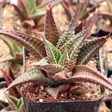 Image result for Haworthia limifolia