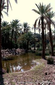 La création officielle du parc naturel national de taghit (béchar) sera prochainement publiée dans le journal officiel de la république algérienne. Dz Oasis Taghit Photos De Sites Historiques Et Naturels Du Bassin Mediterraneen Et De L Europe