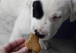 Check spelling or type a new query. Homemade Dog Treats Three Ingredient Dog Treats Recipe