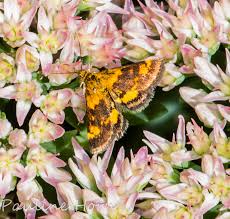 Image result for Pycreus mundtii