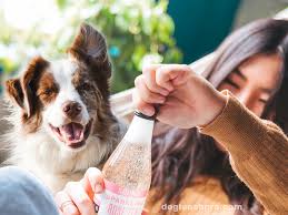 On the average, a healthy dog drinks about 1/2 to 1 ounce of water per pound of body weight per day. Can Dogs Drink Carbonated Water Dog Leash Pro