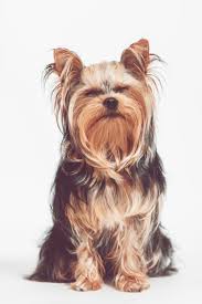 The pancreas is a bodily organ that few people think about. Dog Cancer Location Vsso