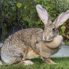 In consequence, their diet contains large the average female rabbit becomes sexually mature at 3 to 8 months of age and can conceive at any time of the year for the duration of her life. The 15 Best Rabbit Breeds A Complete Breed Guide To Adopting A Bunny