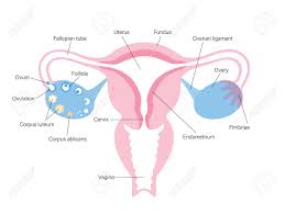 I realise this is the bit many of you will be tempted to skip over, but don't; Uterus And Ovary Anatomy And Woman Health Concept Womb Icon Royalty Free Cliparts Vectors And Stock Illustration Image 151399286