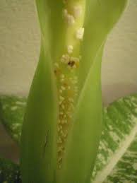 Image result for dieffenbachia flower