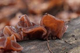 Le champignon noir chinois s'appelle hei mu er 黑木耳. Oreille De Judas Ou Champignon Noir Chinois Champignons De Paris
