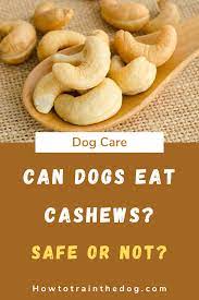Can Dogs Eat Cashews Is It Safe To Share Can Dogs Eat Dog Eating Cashew Milk