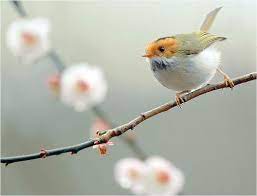 pin by marie pitts on bichos cute birds pretty birds bird pictures