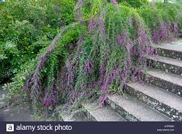 Berberis thunbergii, better known as japanese barberry, is a deciduous flowering shrub that blooms colorful fragrant flowers in the summer in usda zones 5 to 8. Lespedeza Thunbergii Stock Photography Image Bush